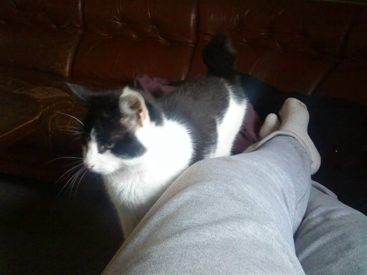 Huskat Stumpfrie billede 17