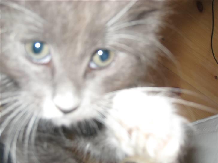 Blanding af racer Sixten billede 1