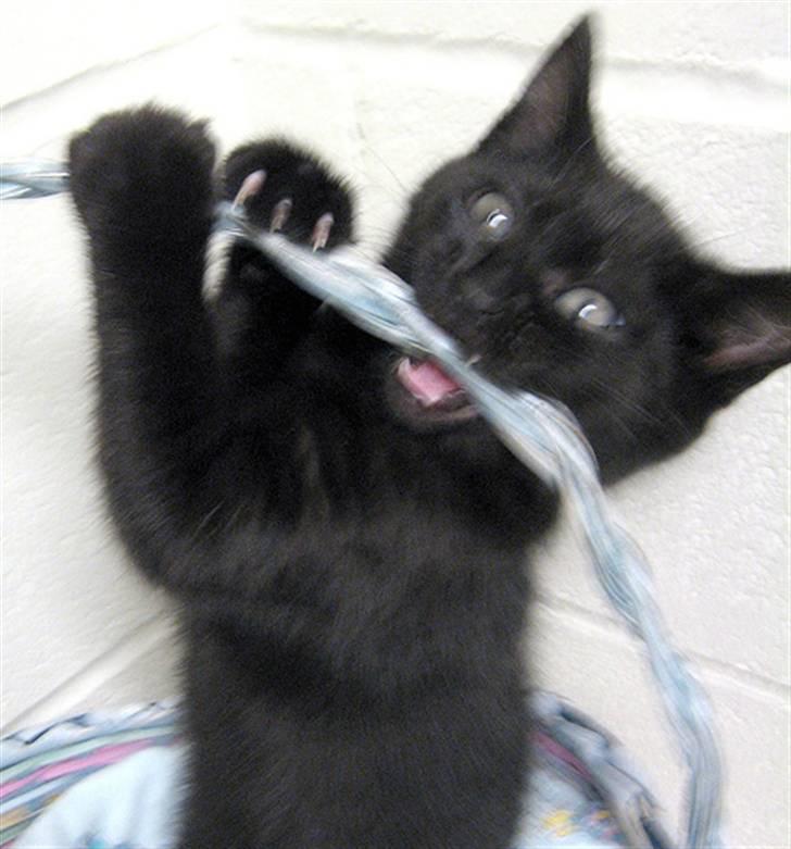 Blanding af racer Flemming solgt billede 4