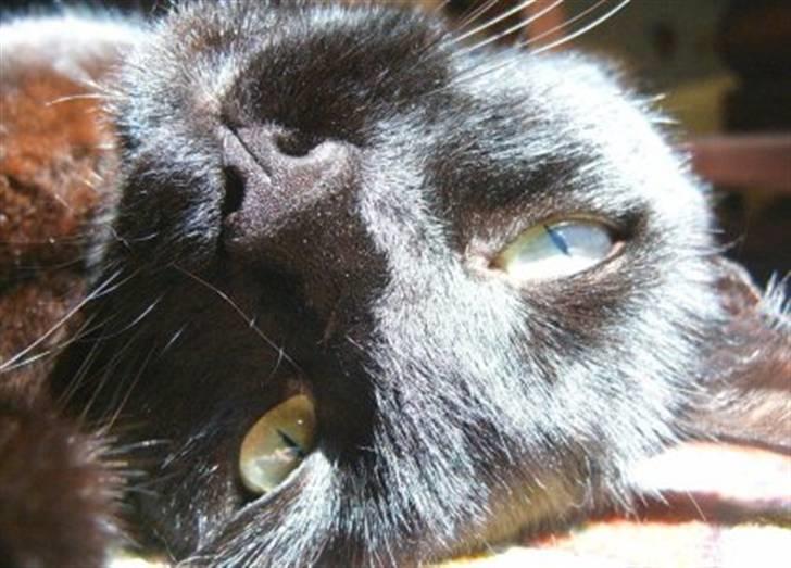 Blanding af racer Flemming solgt billede 5