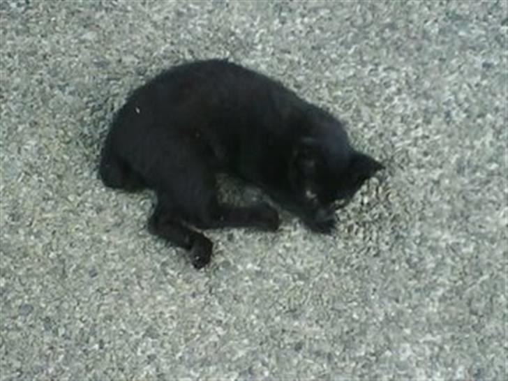 Blanding af racer Flemming solgt billede 6