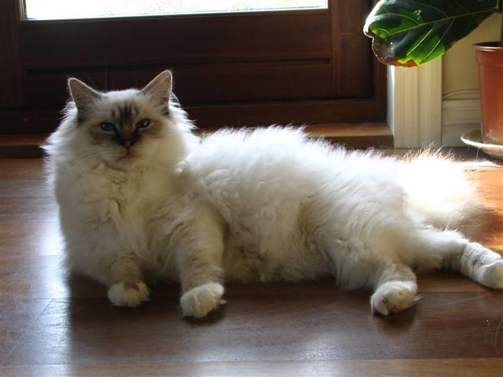 Hellig Birma Luke Skywalker - Bamsen, oktober 2008; 11 måneder gammel billede 12