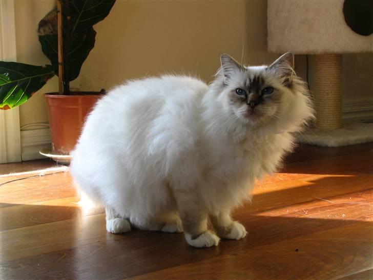 Hellig Birma Luke Skywalker - Se mig, er jeg ikke bare lækker??? billede 13