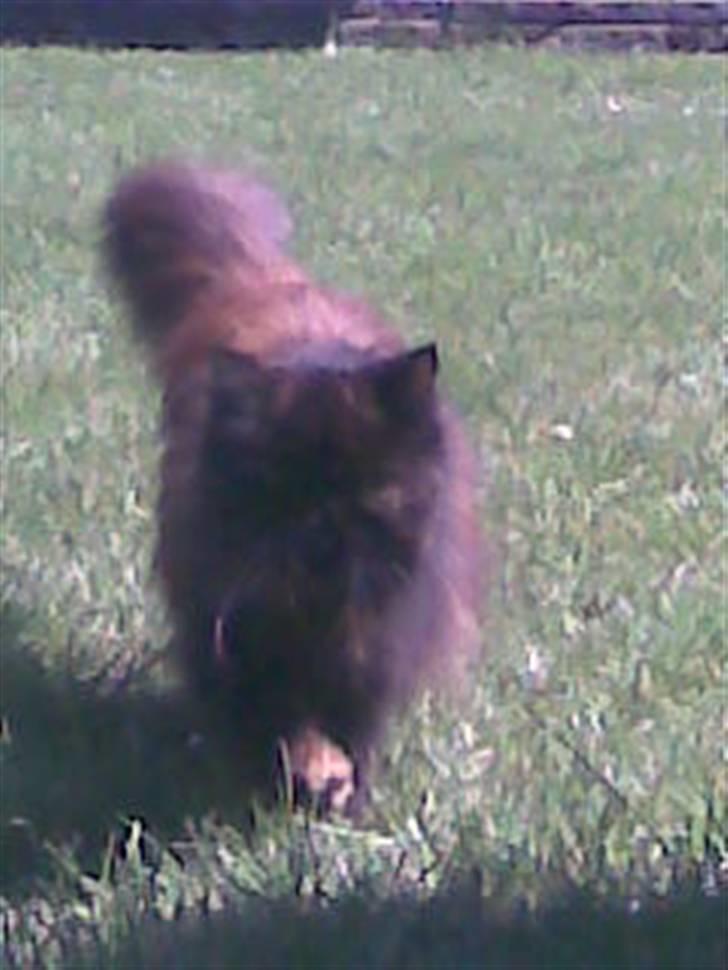 Perser Sasja - nu fanger jeg dig, hehe billede 17