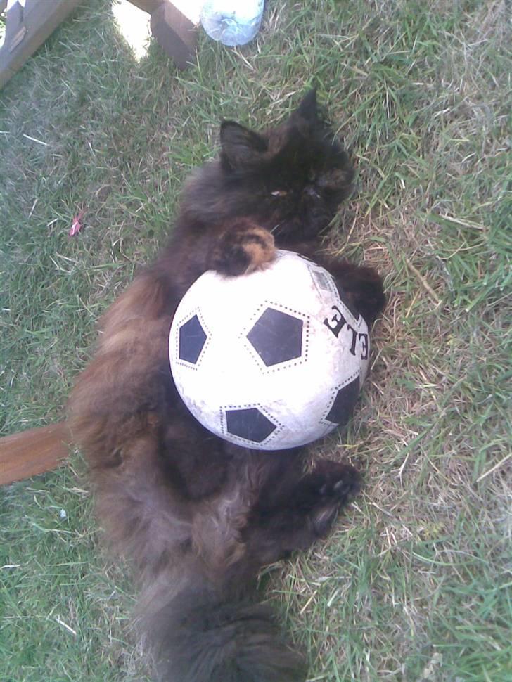 Perser Sasja - vil du være med til at spille fodbold? billede 18
