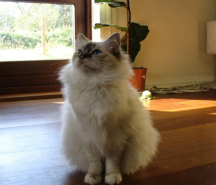 Hellig Birma Luke Skywalker - Skye charmer fotografen billede 14