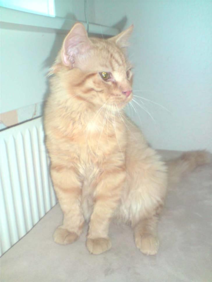 Norsk Skovkat Mads billede 2