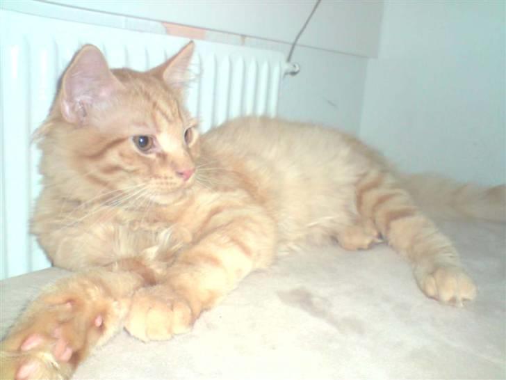 Norsk Skovkat Mads billede 3