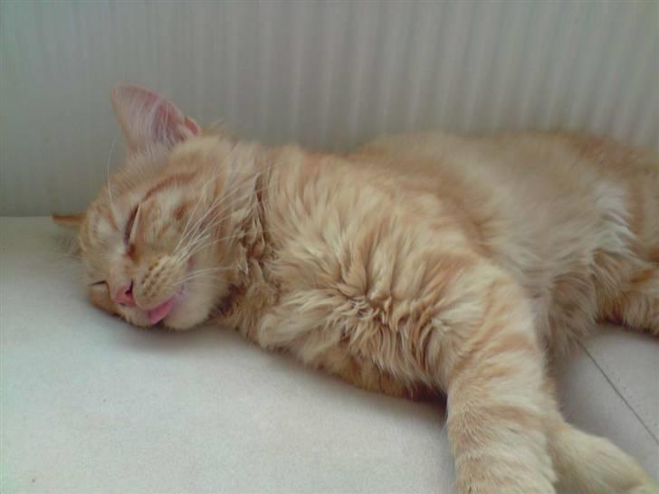 Norsk Skovkat Mads billede 4