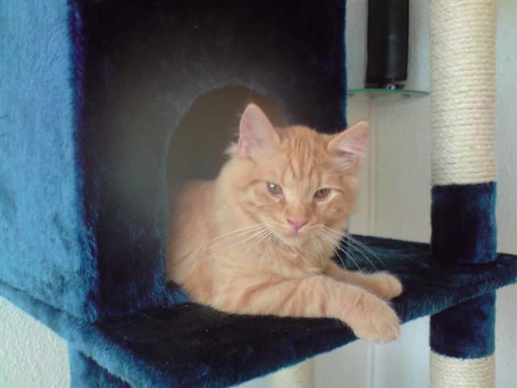 Norsk Skovkat Mads billede 5