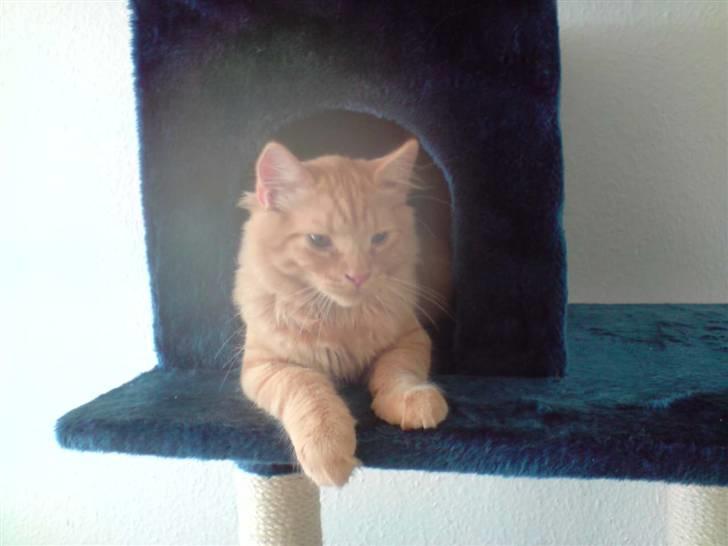 Norsk Skovkat Mads billede 6