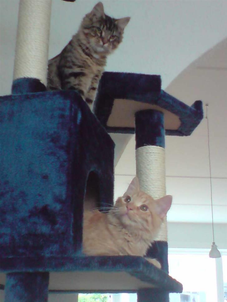 Norsk Skovkat Mads billede 7