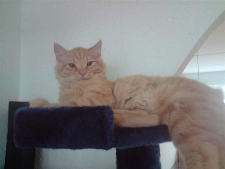 Norsk Skovkat Mads billede 8