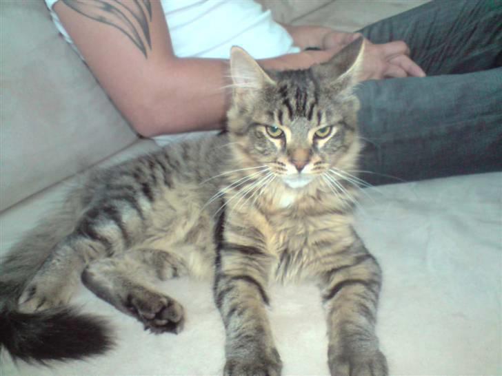 Norsk Skovkat Markus billede 2