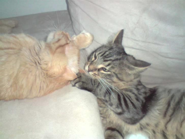 Norsk Skovkat Markus billede 3