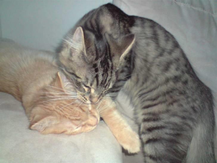 Norsk Skovkat Markus billede 4