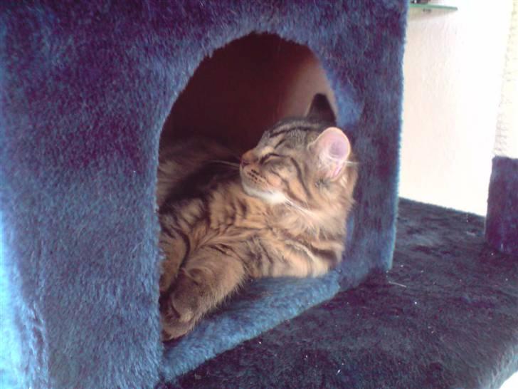 Norsk Skovkat Markus billede 5