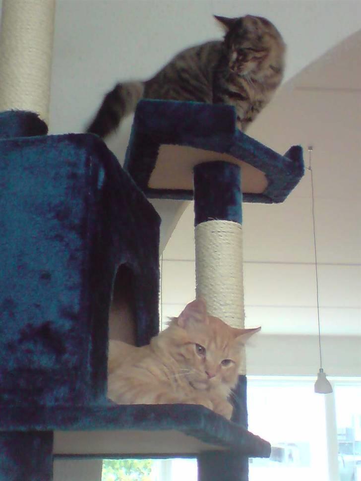 Norsk Skovkat Markus billede 6