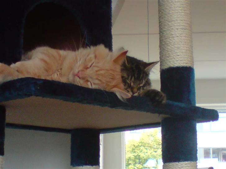 Norsk Skovkat Markus billede 7