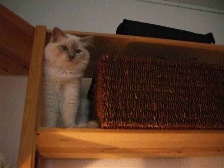 Hellig Birma cemba billede 10