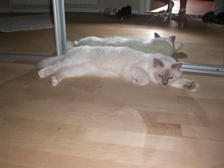 Hellig Birma cemba billede 11