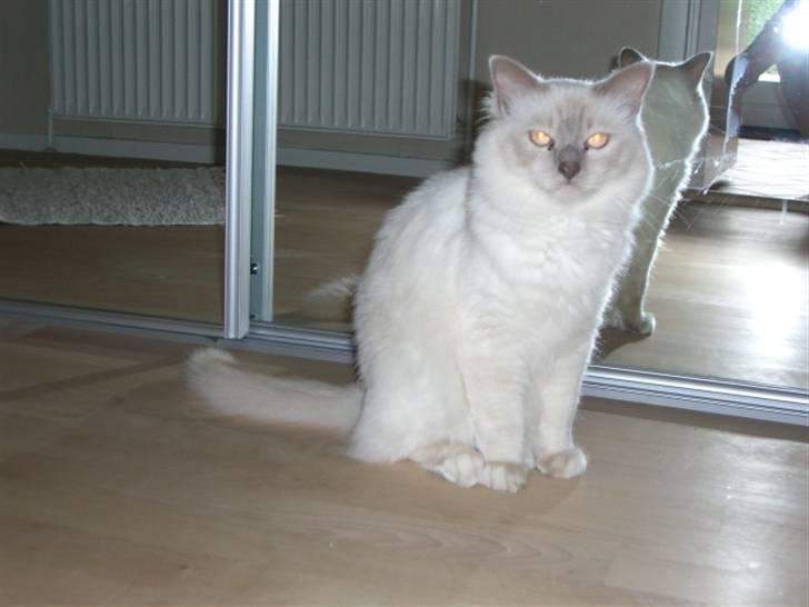 Hellig Birma cemba billede 12