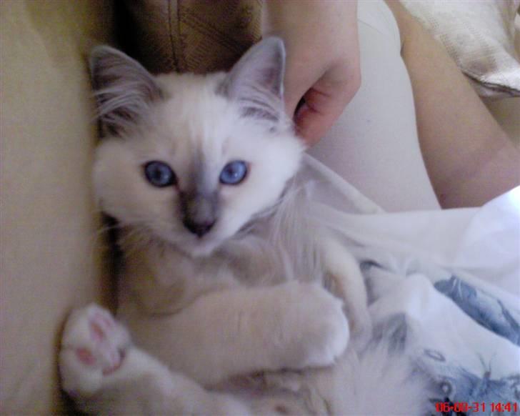 Hellig Birma cemba billede 13