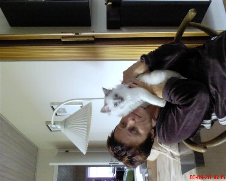 Hellig Birma cemba billede 15