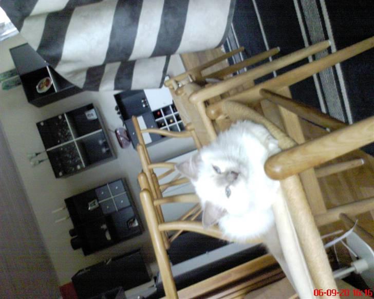 Hellig Birma cemba billede 16