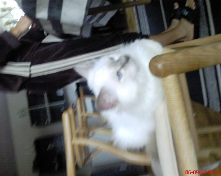 Hellig Birma cemba billede 17