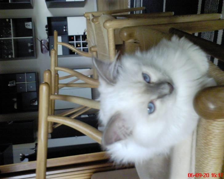 Hellig Birma cemba billede 18