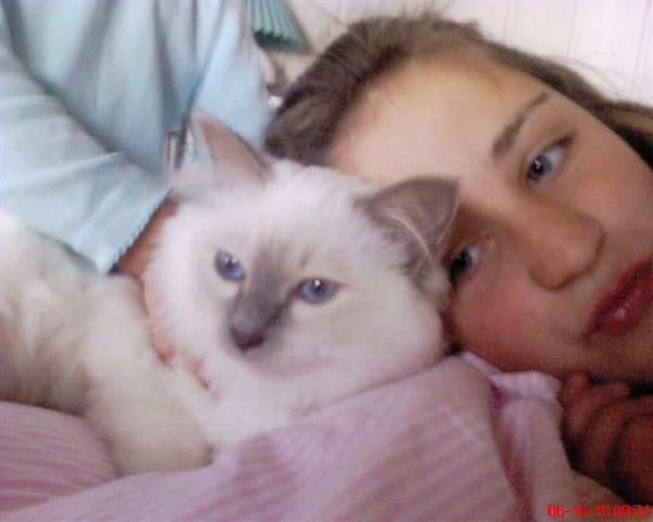 Hellig Birma cemba billede 19