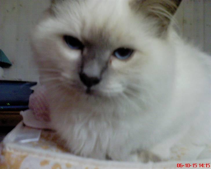 Hellig Birma cemba billede 20