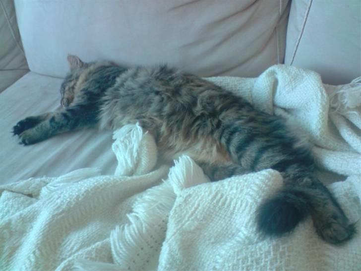 Norsk Skovkat Markus billede 8