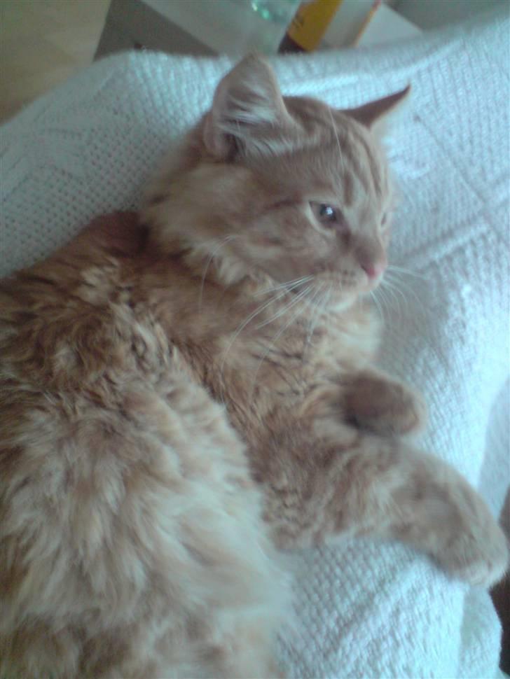 Norsk Skovkat Mads billede 9