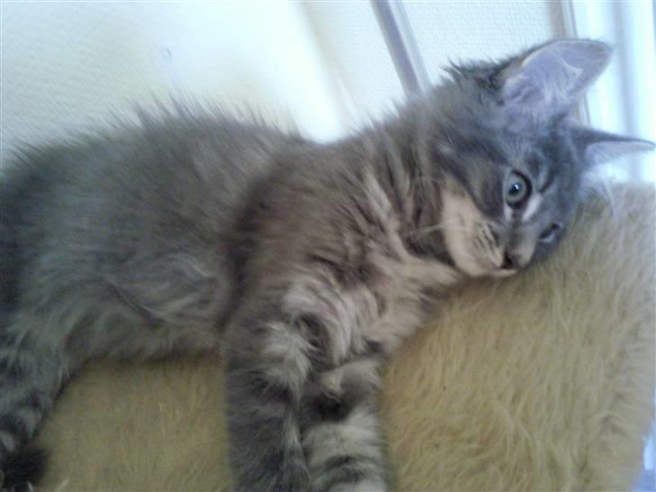 Maine Coon Kodi **Solgt** - Lille Kodi , blir hurtig træt når Angel vil lege (hunden) billede 8