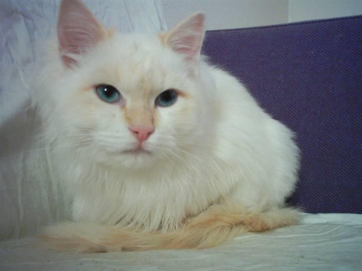 Ragdoll Jack Daniels Red Label billede 12