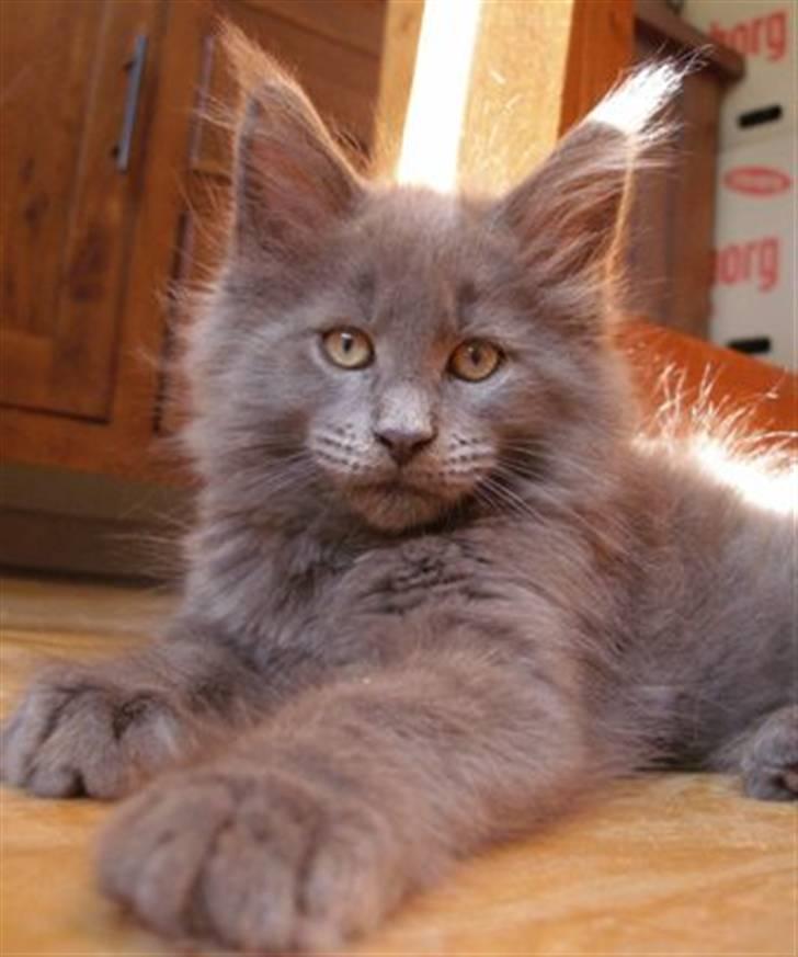 Maine Coon Micharlo's Duan Sardor billede 1