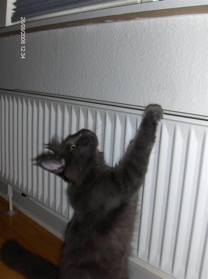 Maine Coon Micharlo's Duan Sardor billede 2