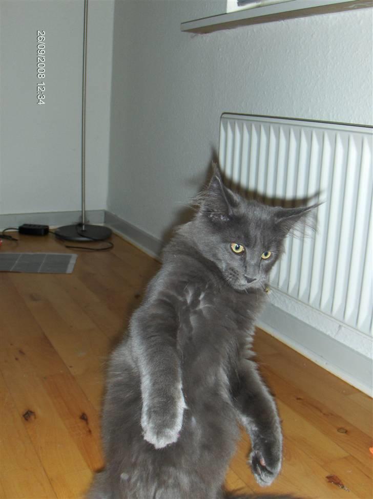 Maine Coon Micharlo's Duan Sardor billede 3