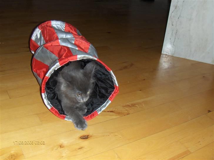 Maine Coon Micharlo's Duan Sardor billede 4