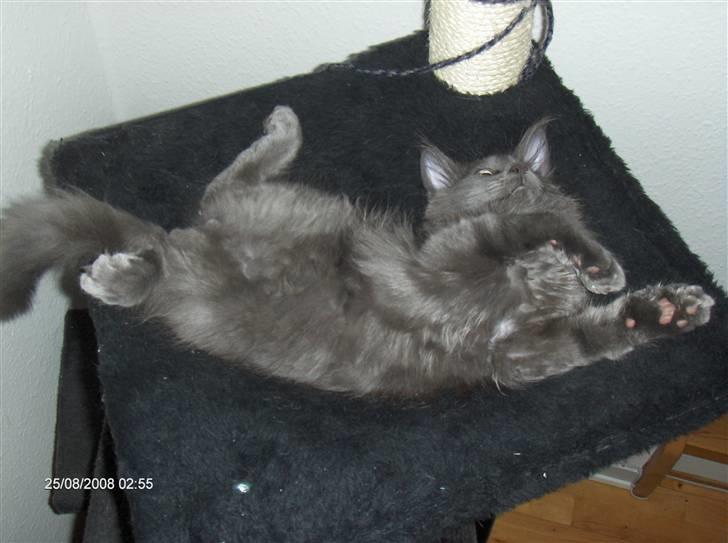 Maine Coon Micharlo's Duan Sardor billede 5