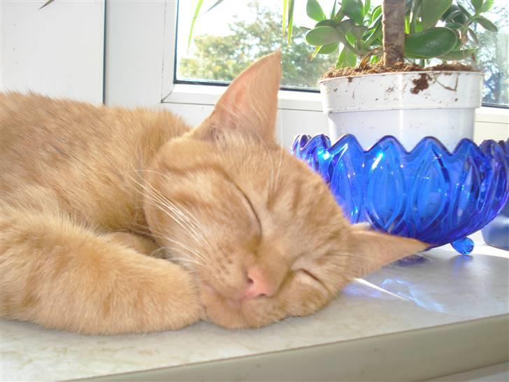 Huskat Simon - snork billede 7