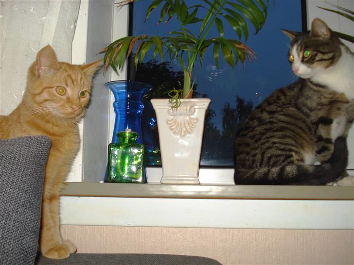 Huskat Simon - hvem er den nye mis tænker mini mis billede 8