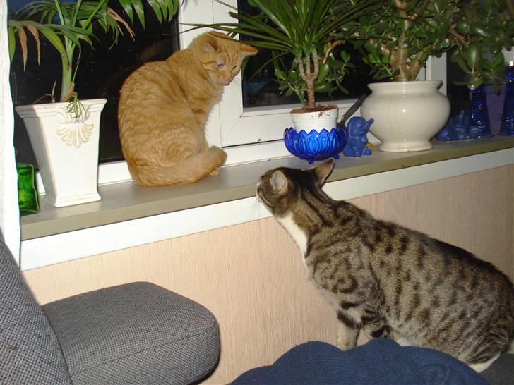 Huskat Simon - første møde billede 9