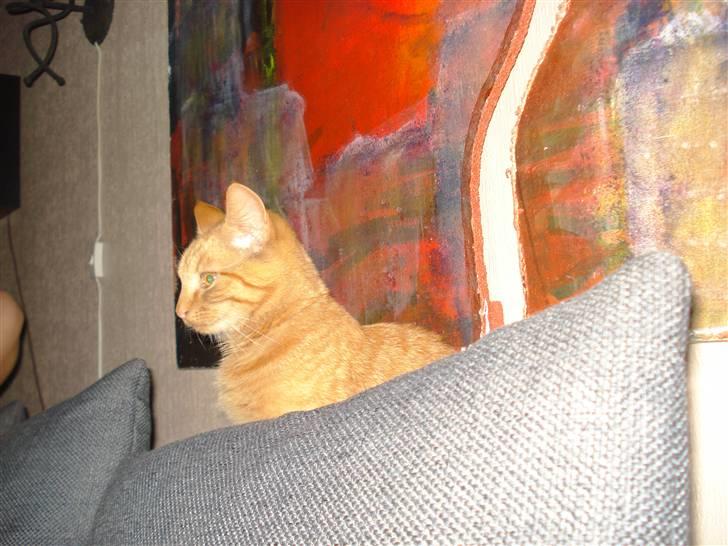 Huskat Simon - kongen billede 10