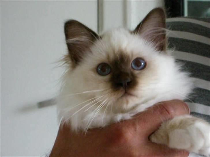 Hellig Birma Mic´s Chevy billede 7