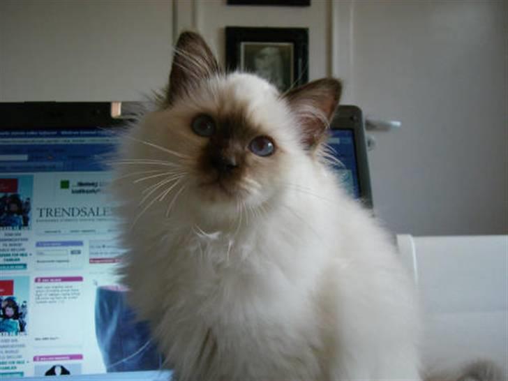 Hellig Birma Mic´s Chevy billede 8