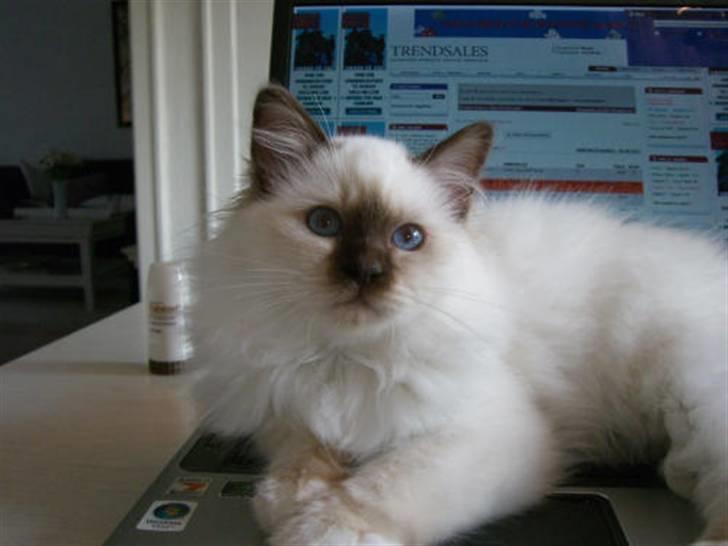 Hellig Birma Mic´s Chevy - nu 3,5 mdr billede 9