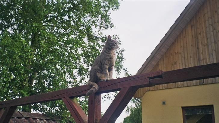 Huskat Misse billede 8